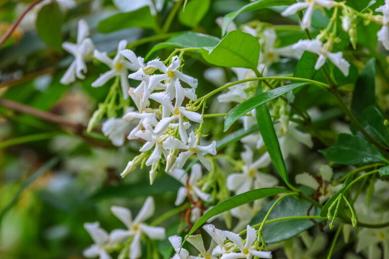Jazmín konfederačný ponúka nádherné biele kvety a je skvelou náhradou za rastliny poškodzujúce budovy.