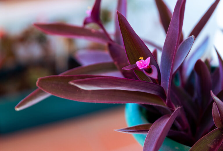 Najkrajšie fialové rastliny: 20 tipov, ktoré dodajú záhrade i interiéru eleganciu a šarm