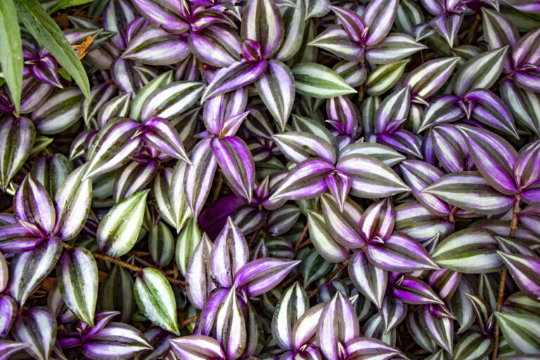 Najkrajšie fialové rastliny: 20 tipov, ktoré dodajú záhrade i interiéru eleganciu a šarm