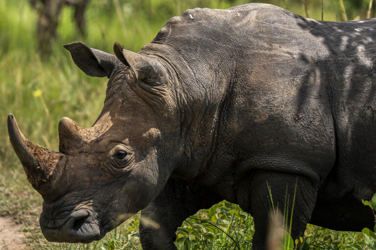 nosorožec rezervácia