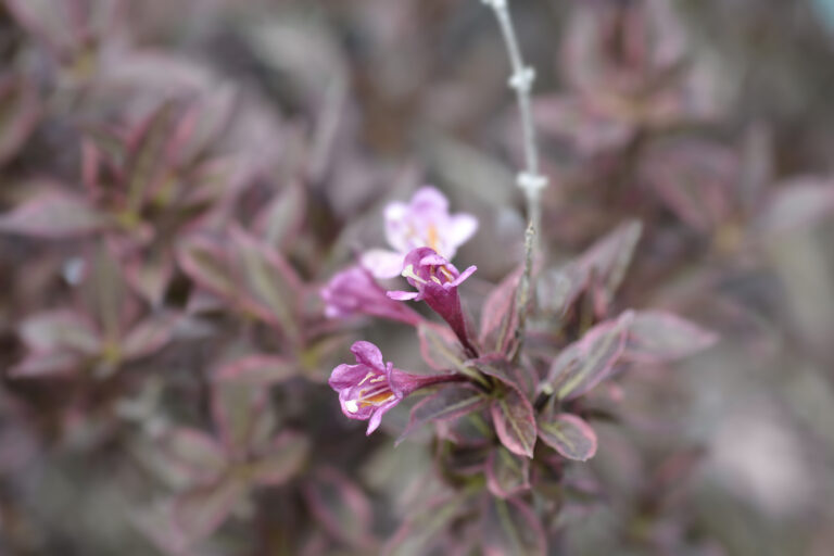 Najkrajšie fialové rastliny: 20 tipov, ktoré dodajú záhrade i interiéru eleganciu a šarm