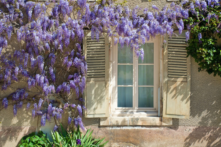 Vistéria na dome – krásna, ale invazívna popínavá rastlina, patrí medzi rastliny poškodzujúce budovy.