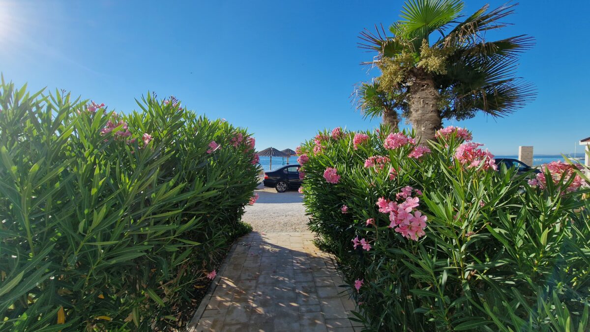 oleander