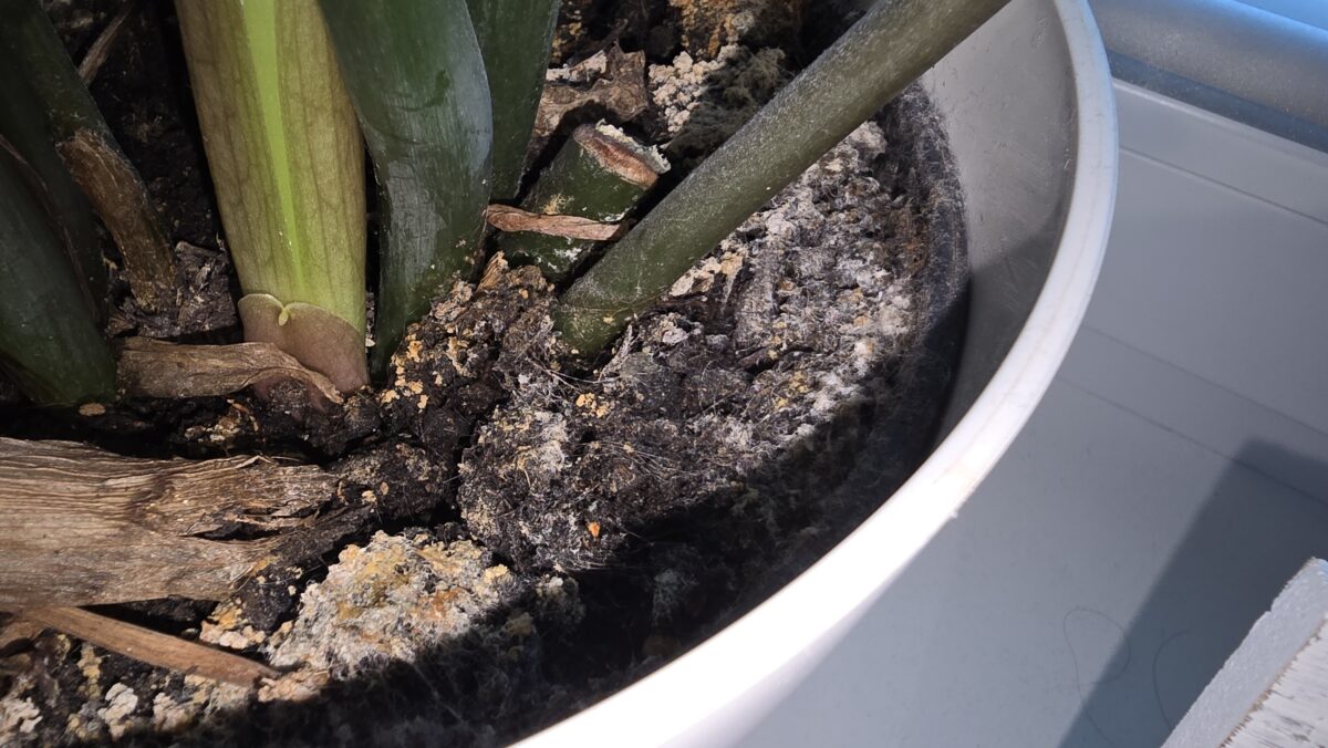 v kvetináči pleseň