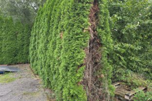 tuje začali schnúť