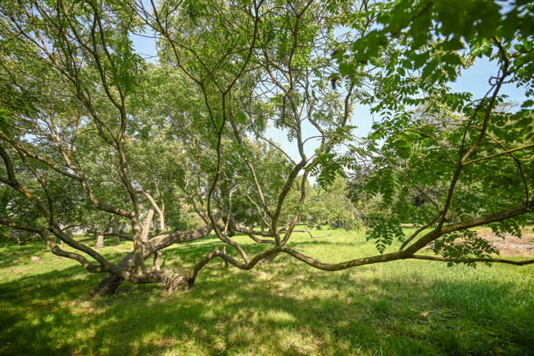 Historický park v Malinove prechádza rozsiahlou rekonštrukciou.