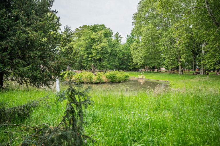 park zeleň vegetácia strom tráva listy prírodná scenéria obnova verejného priestoru oddychová zóna jazero
