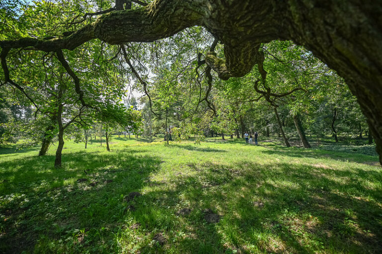 park zeleň vegetácia strom tráva listy prírodná scenéria obnova verejného priestoru oddychová zóna