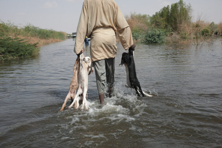 Sudán povodne voda farmár dobytok kozy