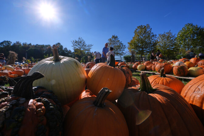 Fall Pumpkins