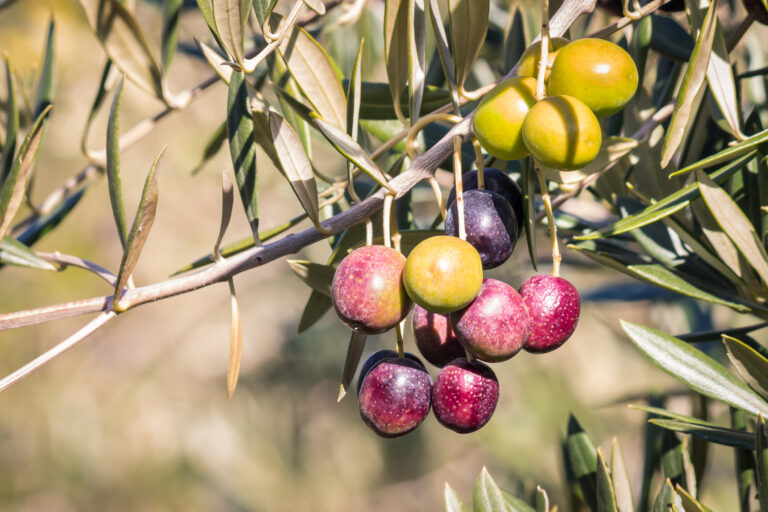 Ripe and unripe black olives on olive tree branch with blurred background and copy space