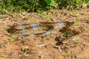 Southern African Python (Python natalensis)