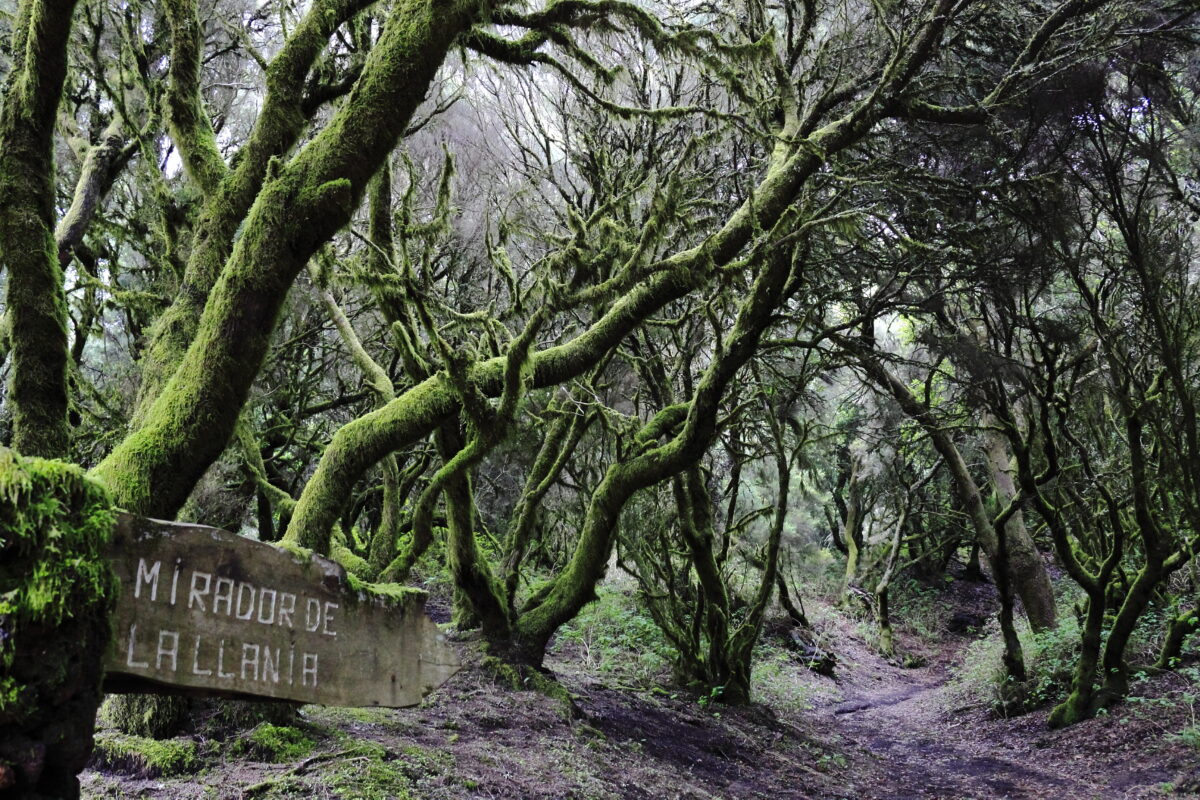 Mossy trees in El Hierro, Canary Islands