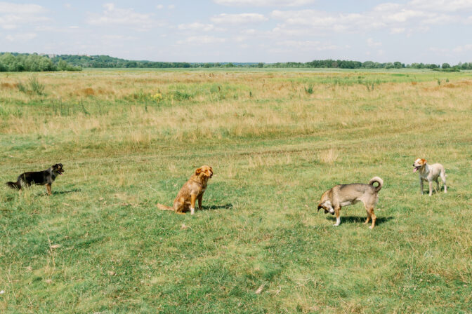 Dogs are walking on a green field