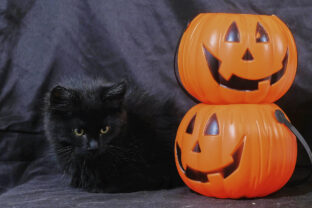 Halloween cat next to pumpkin. Horror, fear, party