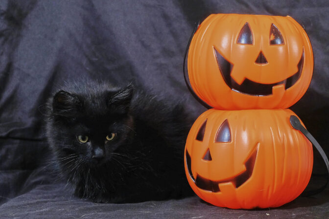 Halloween cat next to pumpkin. Horror, fear, party