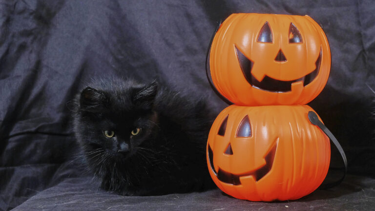 Halloween cat next to pumpkin. Horror, fear, party
