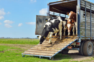 Cattle of cows on transport to meadow