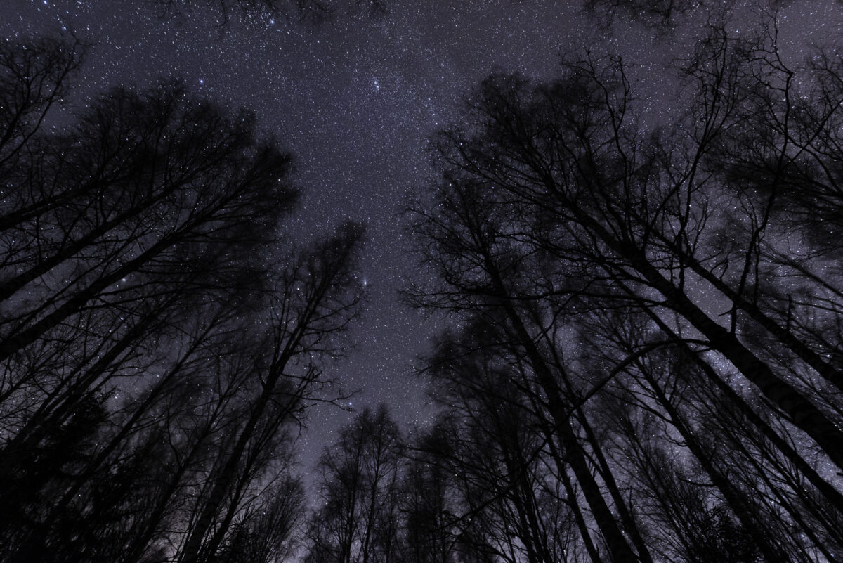 Starry sky above birch forest