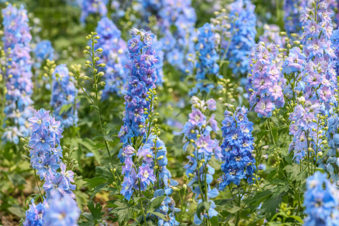 Stále je čas! Týchto 7 kvetov môžete zasiať aj v novembri a jar vás odmení záplavou farieb