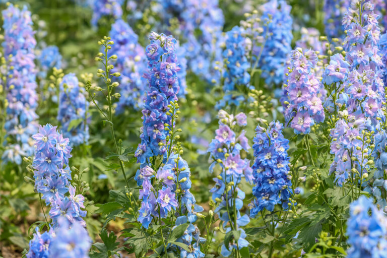 Stále je čas! Týchto 7 kvetov môžete zasiať aj v novembri a jar vás odmení záplavou farieb