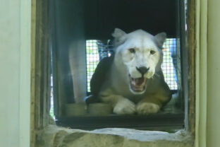 Levica, ZOO Bratislava