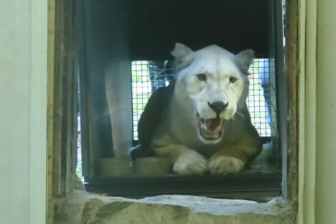 Levica, ZOO Bratislava