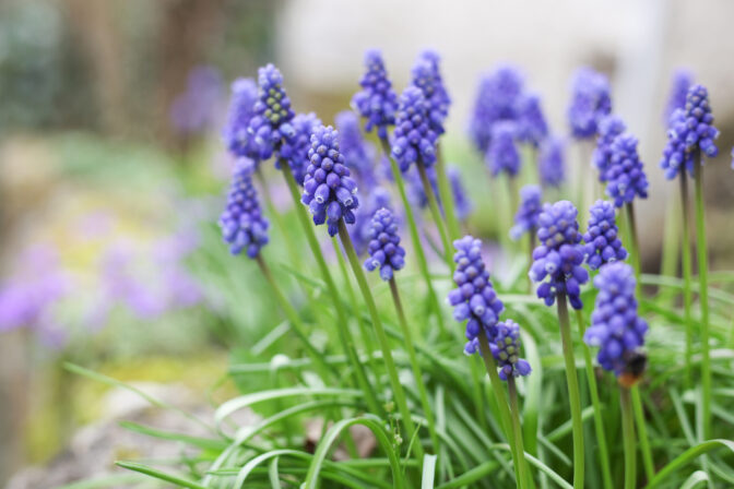 kvety vhodné na jesenný výsev, patrí medzi ne aj modrica.