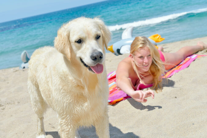 Zlatý retriever