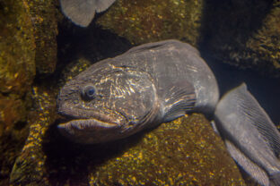 vlkouš atlantický