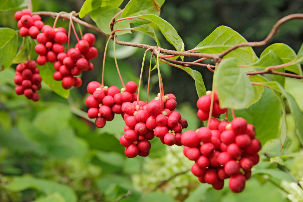 Schizandra čínska