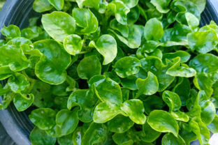 Potočnica lekárska