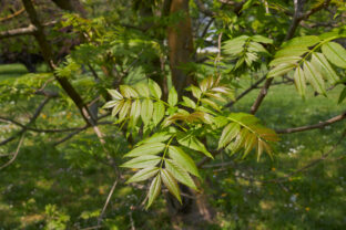 Fraxinus excelsior