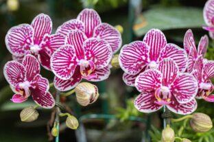 orchidea