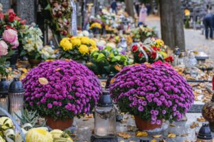 chryzantémy na hrobe