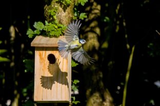 lietajúci vták na záhrade