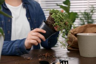 presádzanie izbových rastlín