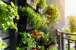 pestovanie byliniek a zeleniny na balkóne
