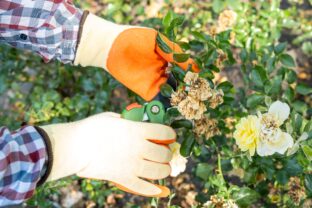 starostlivosť o ruže