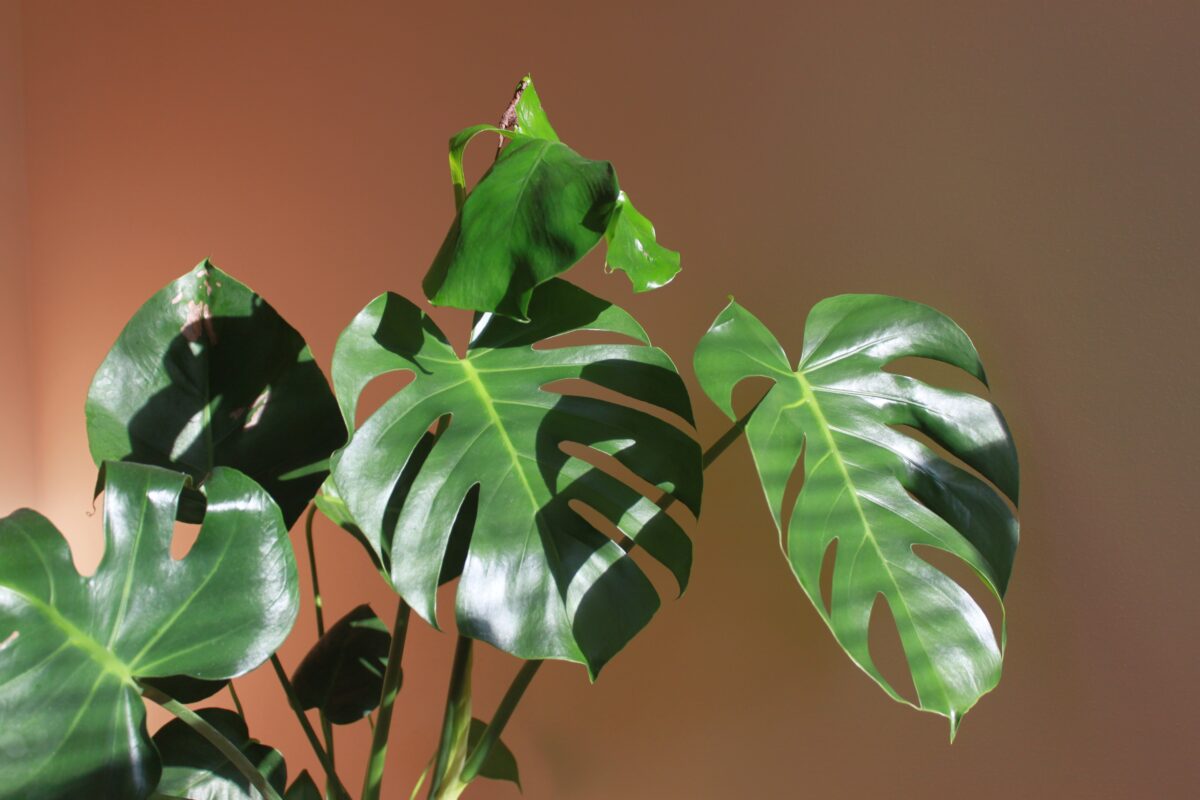 monstera
