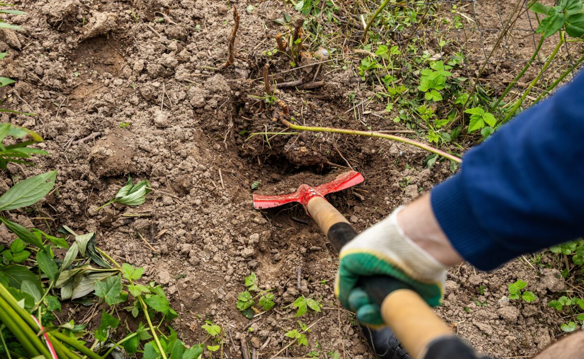 rýľovanie záhrady