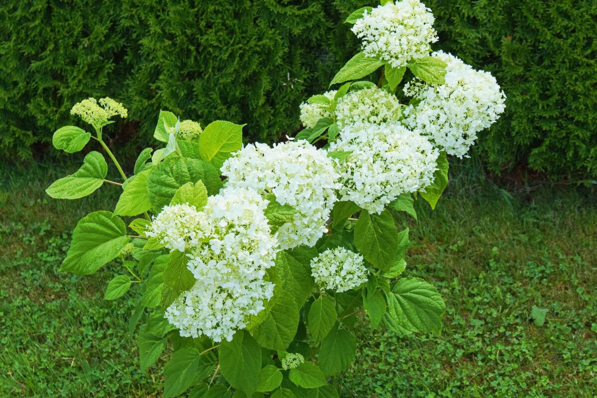 hortenzie