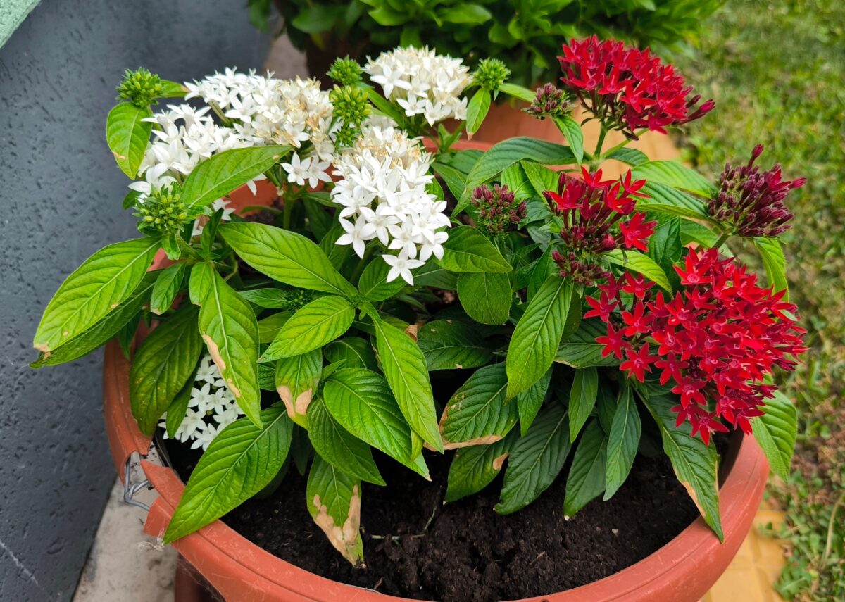 pentas