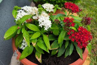 pentas