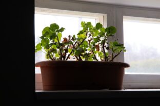 Prezimovanie muškátov