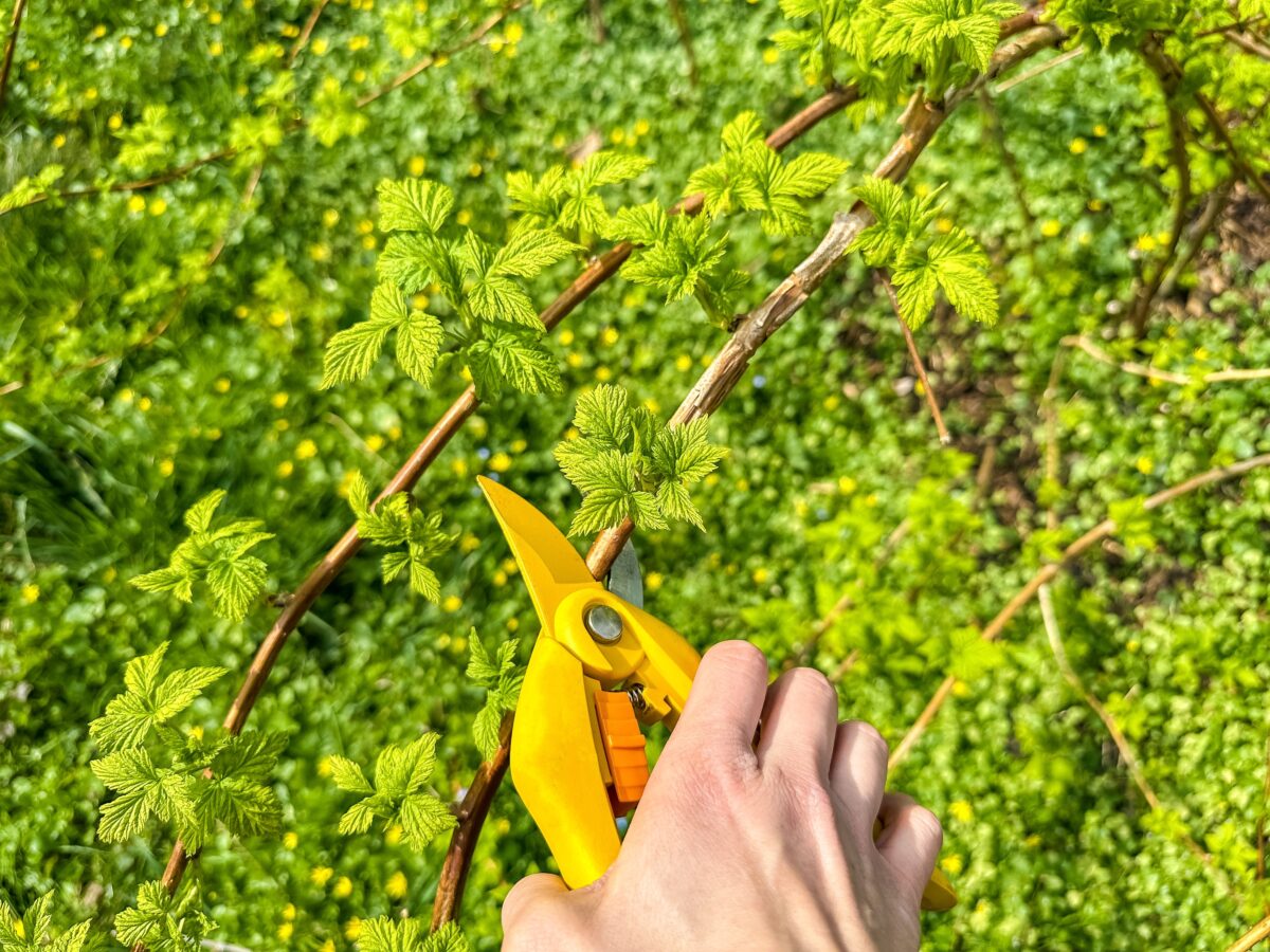 Zastrihávanie malín