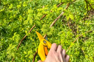 Zastrihávanie malín