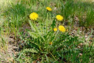 záhrada plná buriny