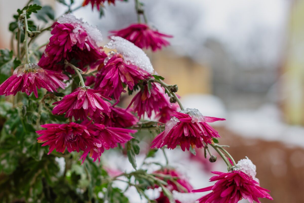 Chryzantémy v zime