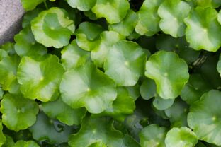 Pupečník azíjský